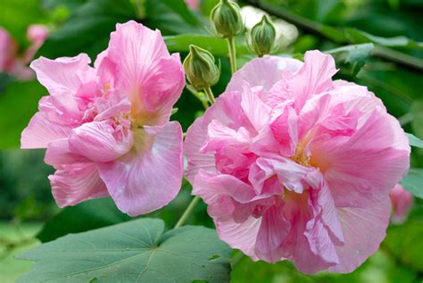 芙蓉好種嗎|木芙蓉種植方法和注意事項